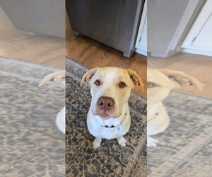 American Pit Bull Terrier-Unknown Mix Dogs for adoption in Rockaway, NJ, USA
