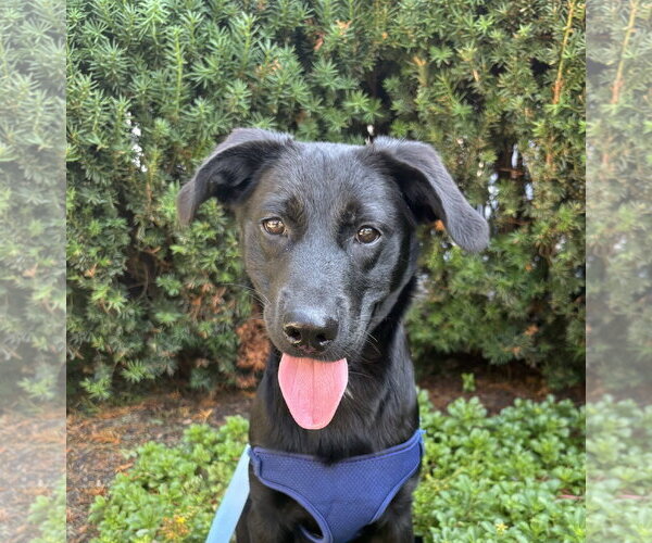Medium Photo #1 Labrador Retriever-Unknown Mix Puppy For Sale in Wheaton, IL, USA