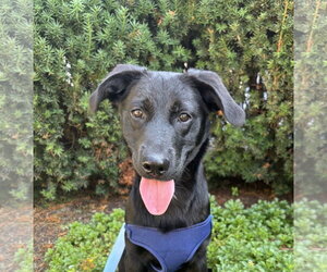 Labrador Retriever-Unknown Mix Dogs for adoption in Wheaton, IL, USA