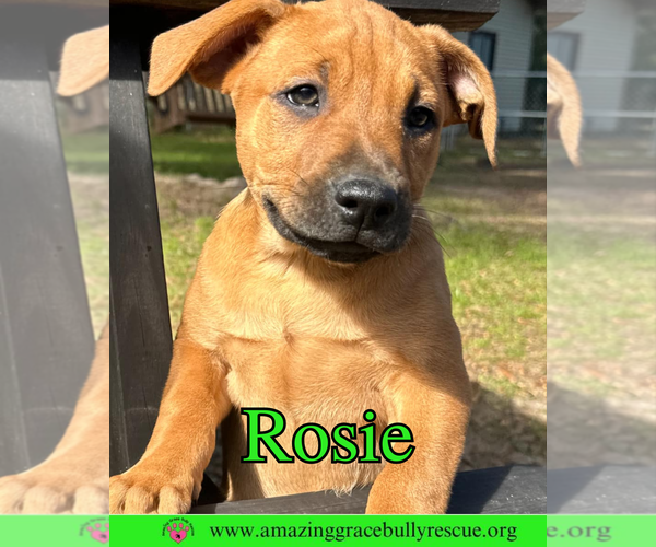 Medium Photo #8 Mutt Puppy For Sale in Pensacola, FL, USA