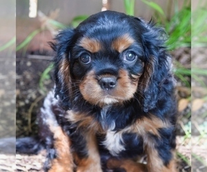 Cavalier King Charles Spaniel Puppy for sale in PLEASANTON, KS, USA