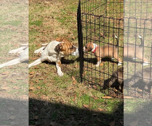 Medium Photo #7 Mutt Puppy For Sale in Holly Springs, NC, USA