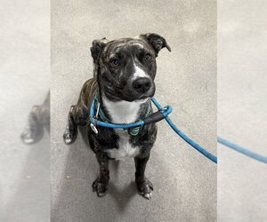 Holland Shepherd Dogs for adoption in Forestville, MD, USA