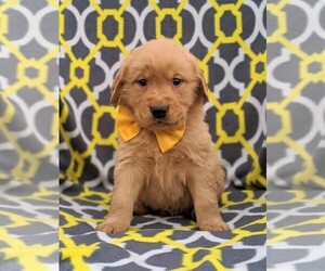 Golden Retriever Puppy for sale in NARVON, PA, USA
