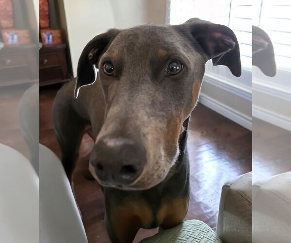 Medium Photo #11 Doberman Pinscher Puppy For Sale in McKinney, TX, USA