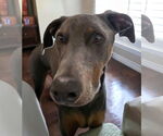 Small #10 Doberman Pinscher
