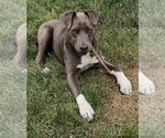 Small #1 American Pit Bull Terrier Mix