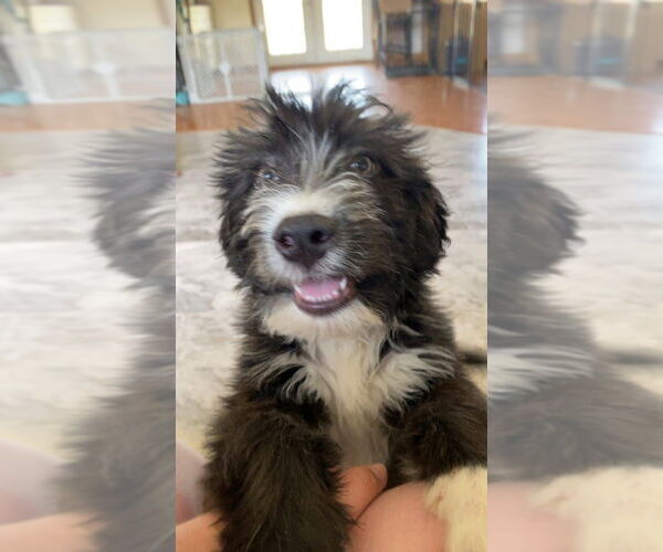Medium Photo #5 Mutt Puppy For Sale in Aurora, IN, USA