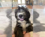 Small #4 Mutt
