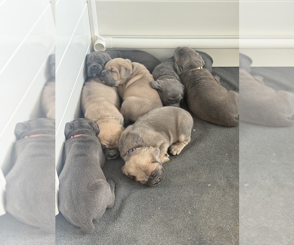 Medium Photo #2 Cane Corso Puppy For Sale in BEAUMONT, CA, USA