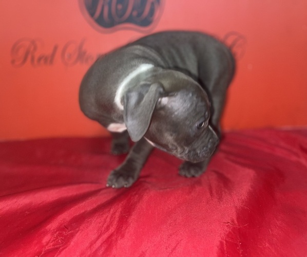 Medium Photo #4 American Pit Bull Terrier Puppy For Sale in TRENTON, NJ, USA