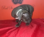 Small #3 American Pit Bull Terrier