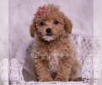 Small #4 Maltipoo (Miniature)