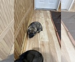 Small Photo #7 German Shepherd Dog Puppy For Sale in MADISON HEIGHTS, VA, USA