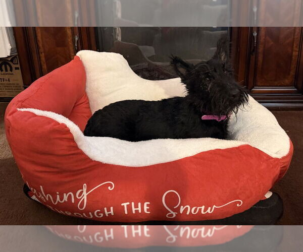 Medium Photo #6 Mutt Puppy For Sale in Springdale, PA, USA