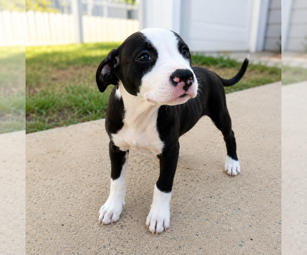Medium Photo #9 Mutt Puppy For Sale in Mooresville, NC, USA