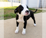 Small #8 Mutt