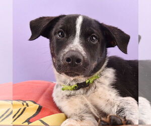 Border Collie-Unknown Mix Dogs for adoption in Sheridan, CO, USA