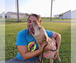 Small #31 American Pit Bull Terrier Mix