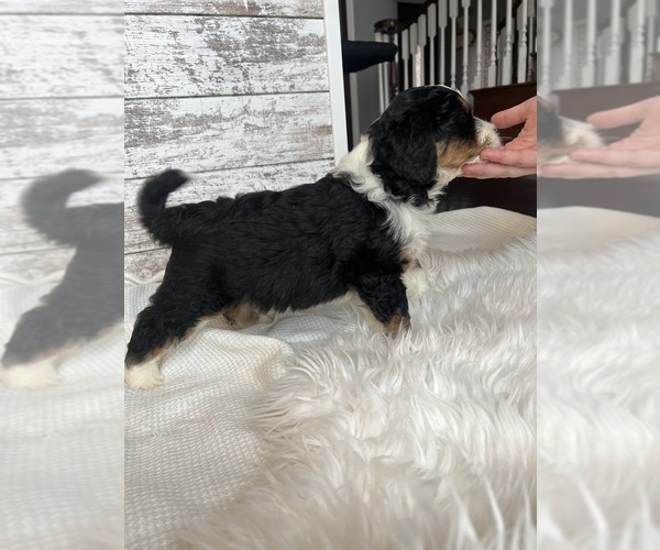 Medium Photo #13 Aussiedoodle Puppy For Sale in FREMONT, MI, USA