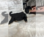 Small Photo #13 Aussiedoodle Puppy For Sale in FREMONT, MI, USA