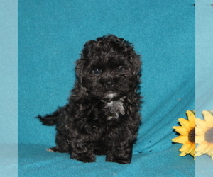 Shih-Poo Puppy for sale in QUARRYVILLE, PA, USA