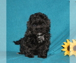 Small Photo #1 Shih-Poo Puppy For Sale in QUARRYVILLE, PA, USA