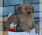 Small Photo #2 Golden Retriever Puppy For Sale in FREDERICKSBURG, OH, USA