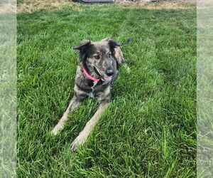 Collie-Unknown Mix Dogs for adoption in Salt Lake City, UT, USA