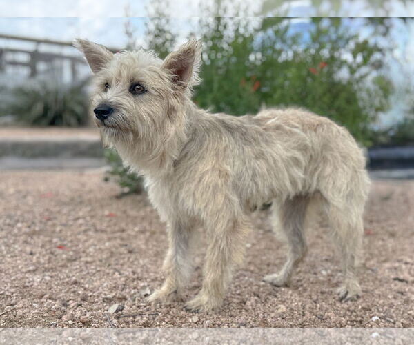 Medium Photo #3 Mutt Puppy For Sale in PIPE CREEK, TX, USA