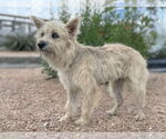 Small #2 Mutt