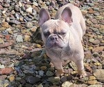 Small Photo #1 French Bulldog Puppy For Sale in COLUMBIA FALLS, MT, USA
