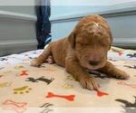 Small Photo #14 Goldendoodle Puppy For Sale in NORTH SCITUATE, RI, USA