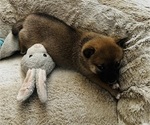 Puppy Ashi Shiba Inu