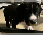 Small Photo #59 Great Dane Puppy For Sale in MARICOPA, AZ, USA