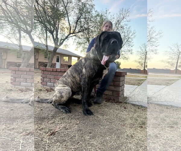Medium Photo #7 Mastiff Puppy For Sale in Goodyear, AZ, USA