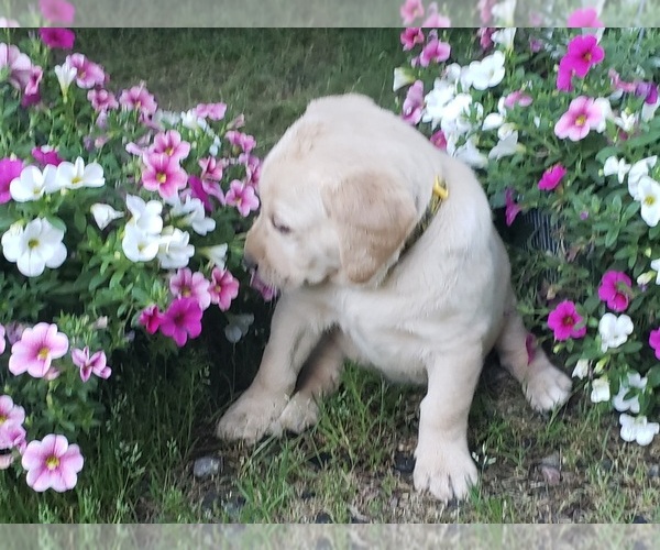 Medium Photo #15 Labrador Retriever Puppy For Sale in OLYMPIA, WA, USA