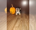 Small Photo #5 Maltese Puppy For Sale in LAPEER, MI, USA