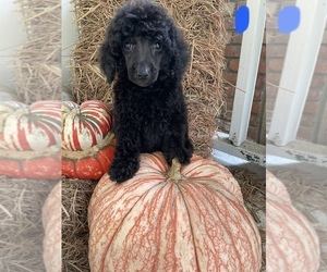 Poodle (Standard) Puppy for sale in BOGUE CHITTO, MS, USA