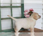 Small Photo #15 Labrador Retriever Puppy For Sale in STANLEY, NY, USA