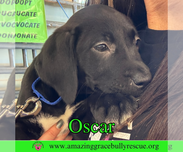 Medium Photo #3 Bulldog-Labrador Retriever Mix Puppy For Sale in Pensacola, FL, USA