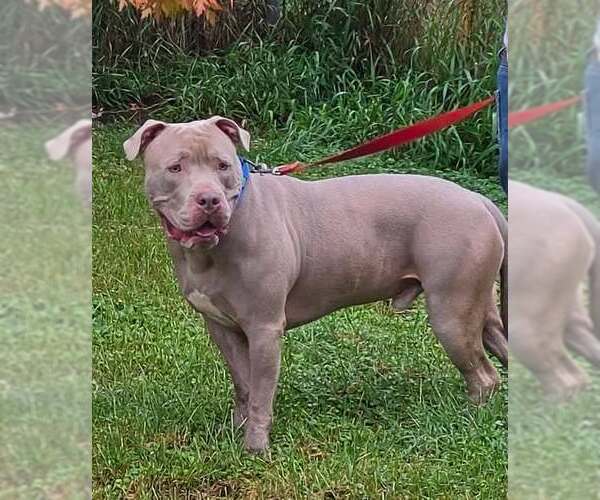 Medium Photo #1 American Pit Bull Terrier-Unknown Mix Puppy For Sale in Waterloo, IA, USA