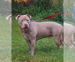 Small American Pit Bull Terrier Mix