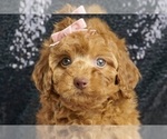 Puppy Jazzie AKC Poodle (Miniature)