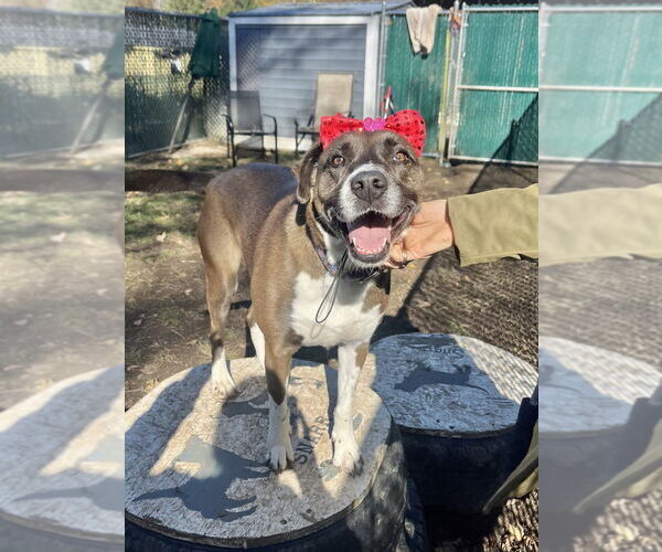 Medium Photo #8 Borador Puppy For Sale in Brewster, NY, USA