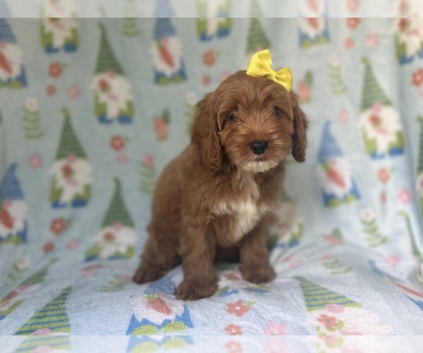 Medium Photo #5 Cock-A-Poo Puppy For Sale in LAKELAND, FL, USA