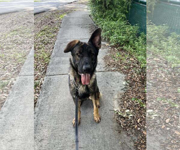 Medium Photo #8 German Shepherd Dog Puppy For Sale in Plantation, FL, USA