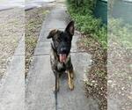 Small #7 German Shepherd Dog