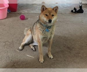 Mother of the Shiba Inu puppies born on 10/25/2019