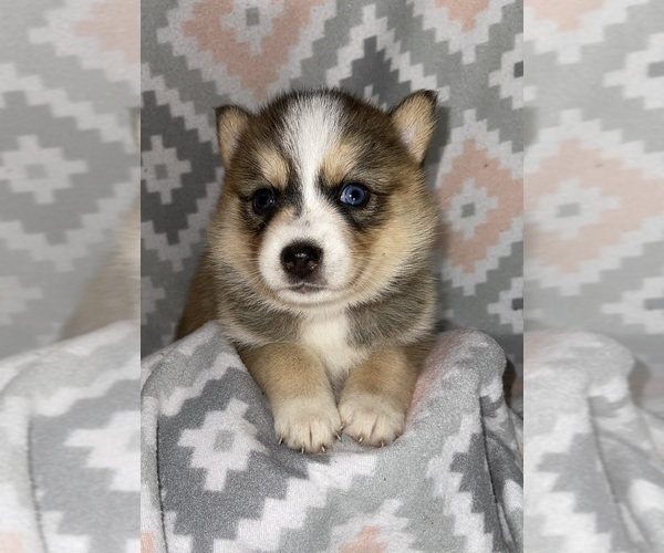 Medium Photo #8 Pomsky Puppy For Sale in KENTWOOD, MI, USA